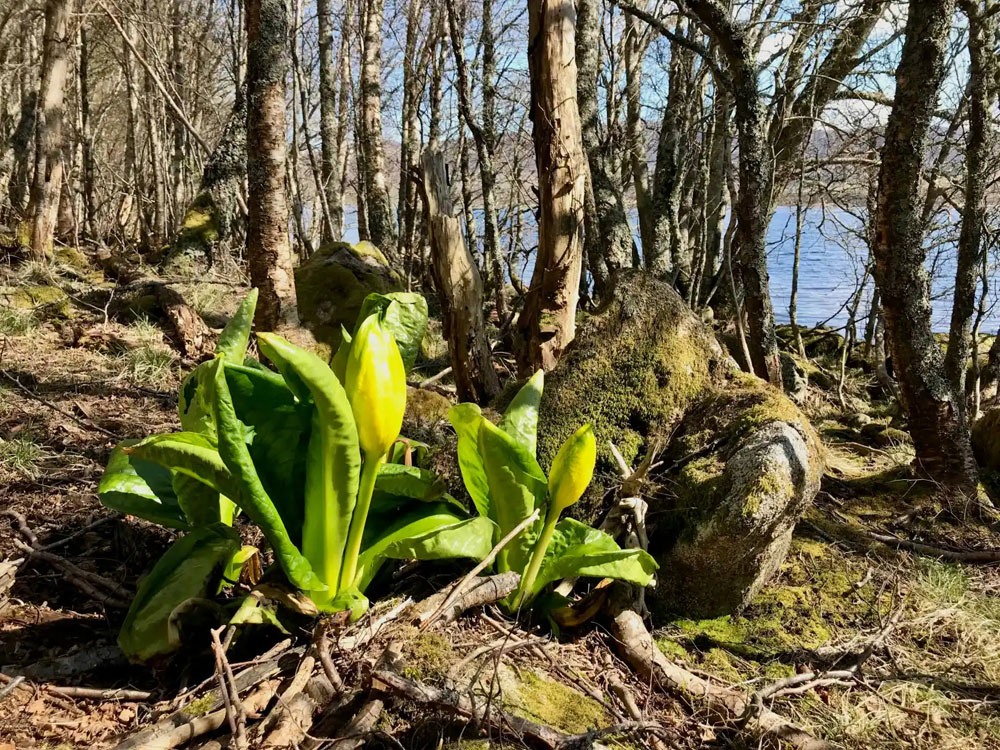 American skunk cabbage