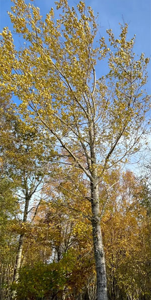 aspen tree