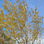 Aspen tree