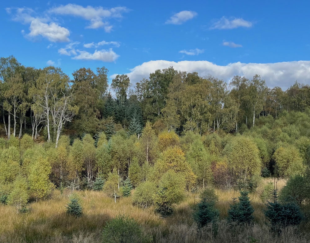 cleared spruce