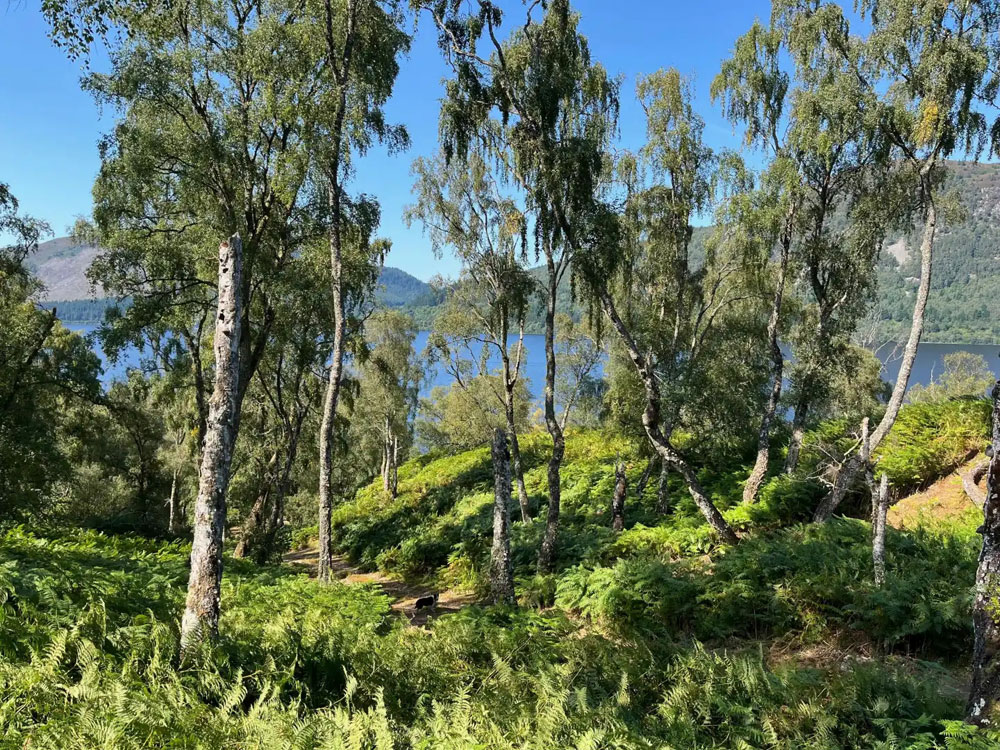 loch kemp woodland