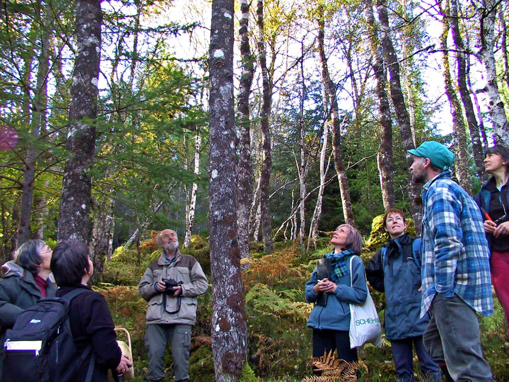 Searching for Phellinus Tremulae on an Aspen tree