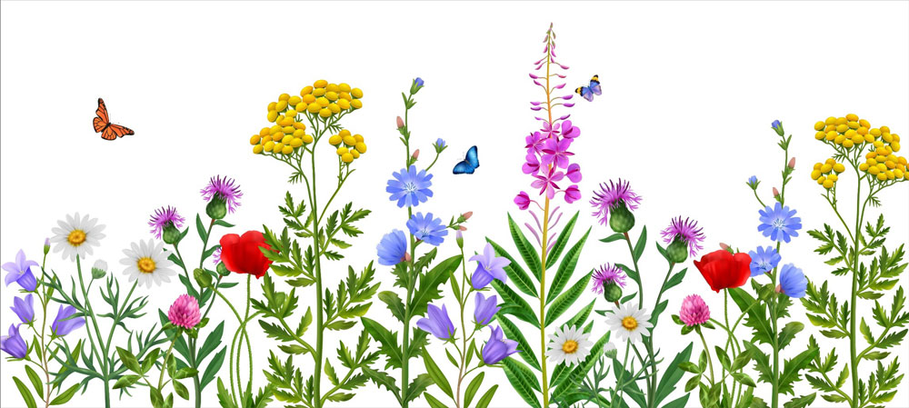 Wild flowers