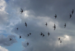 Swifts in the sky