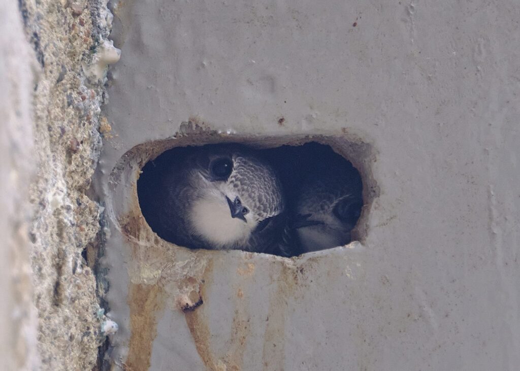 swifts in nextbox