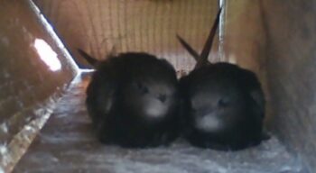 swifts cuddling