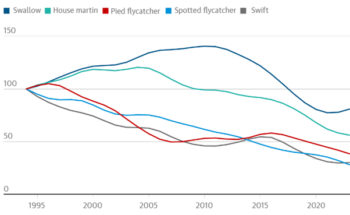 birds are in decline