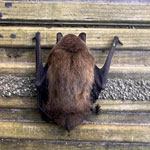 Inverness Bat Group