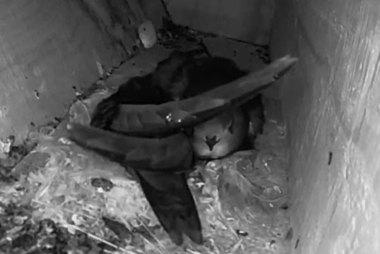 Swift nesting in nest box